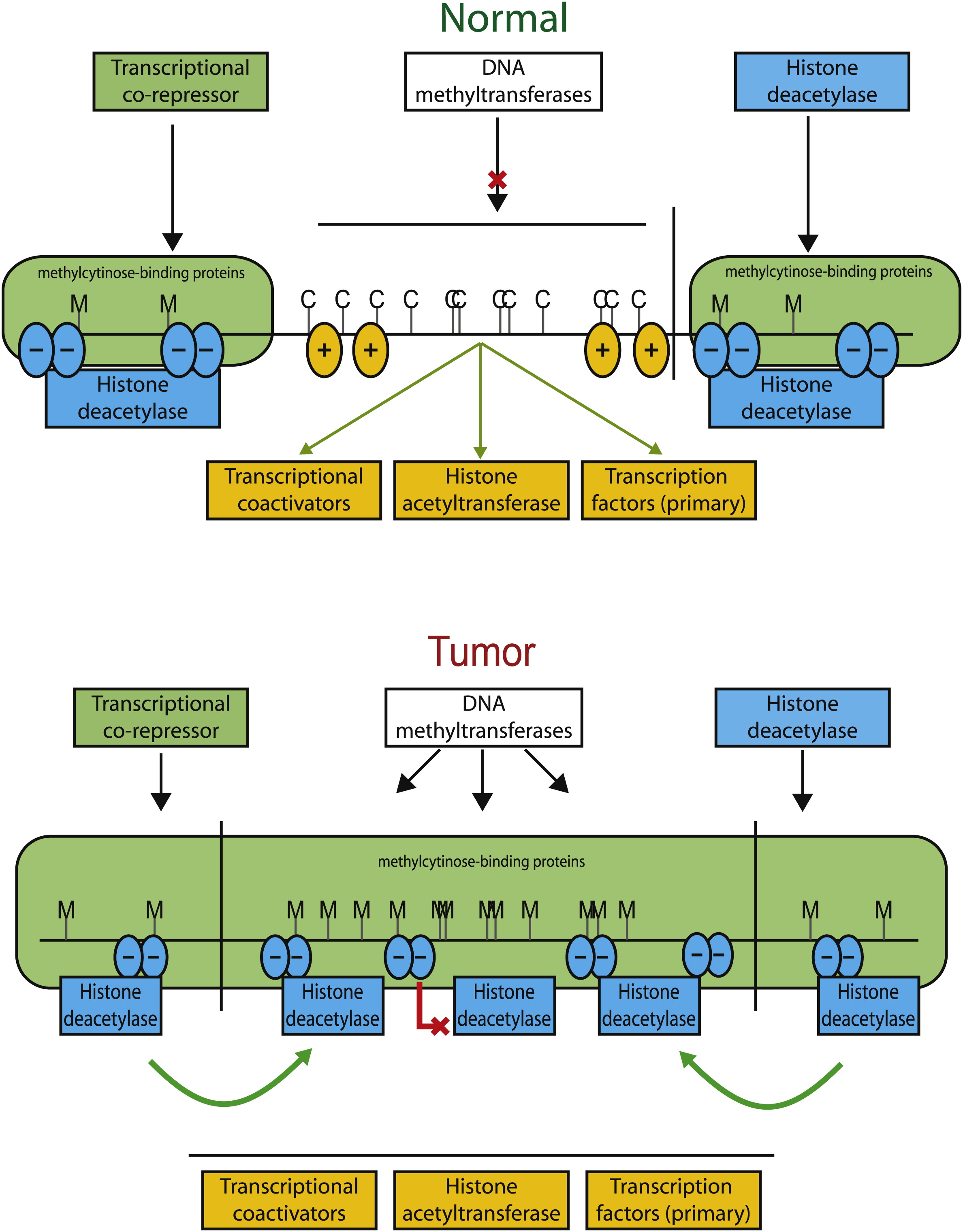 فیلم+کوس+دادن+هدیه+تهرانی Kristensen's Group - Dept. of Cancer Genetics - Institute for Cancer ...