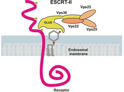 The ESCRT-II complex recognizes ubiquitinated receptors in the endosomal membrane, thus initiating their sorting to degradative lysosomes. (click to enlarge image) The ESCRT-II complex recognizes ubiquitinated receptors in the endosomal membrane, thus initiating their sorting to degradative lysosomes. (click to enlarge image)