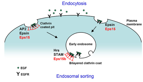 Together with AP2, Epsin, and several other proteins, Eps15 mediates internalization of activated EGFRs. The endocytosed receptors and their ligands are then transported to early endosomes, where they are retained in a clathrin coat by Hrs, STAM, and Eps15b. They are further escorted into intraluminal vesicles of multivesicular endosomes and finally degraded in lysosomes (not depicted). (click to enlarge image) Together with AP2, Epsin, and several other proteins, Eps15 mediates internalization of activated EGFRs. The endocytosed receptors and their ligands are then transported to early endosomes, where they are retained in a clathrin coat by Hrs, STAM, and Eps15b. They are further escorted into intraluminal vesicles of multivesicular endosomes and finally degraded in lysosomes (not depicted). (click to enlarge image)