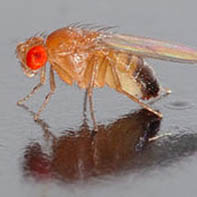 Drosophila