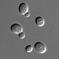 Budding yeast cells