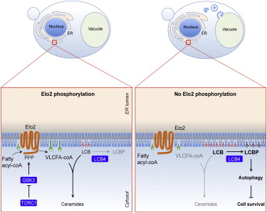 Regulation of long chain fatty acid synthesis