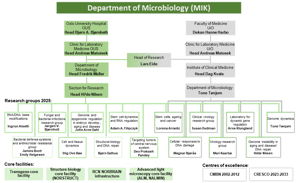 Organization chart for MIK