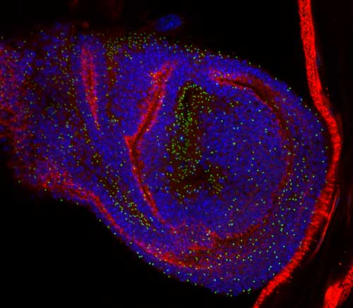 The image is a projection of several focal planes of a Drosophila larval wing disc epithelium showing Cindr (green) localization at stable intercellular bridges. Cell borders are outlined with Dlg (red) and cell nuclei are shown in blue.