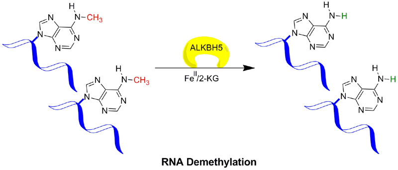 Figure legend 2: ALKBH5 mediated demethylation of 6-methyladenine (6meA) in messenger RNA (mRNA). Figure legend 2: ALKBH5 mediated demethylation of 6-methyladenine (6meA) in messenger RNA (mRNA).
