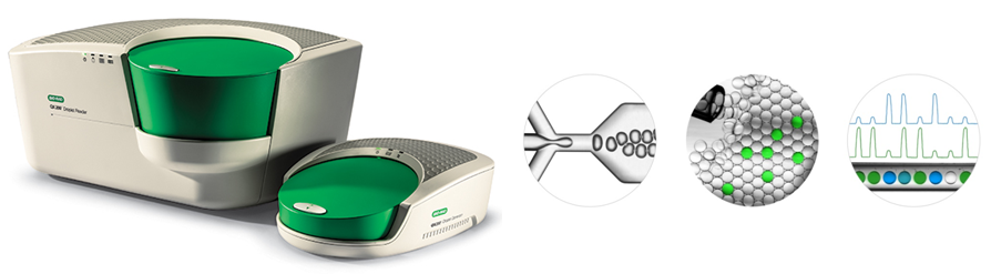 The droplet digital PCR (ddPCR) platform from BioRad. With the ddPCR platform from BioRad, a PCR mixture is randomly divided into ~20,000 nanoliter-scale droplets formed by water-in-oil emulsion. Individual PCRs are performed inside each droplet, and based on the fraction of fluorescence-positive droplets, i.e. containing the target, absolute target quantification can be performed.