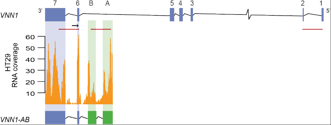 Identification of a novel transcript variant, VNN1-AB Identification of a novel transcript variant, VNN1-AB