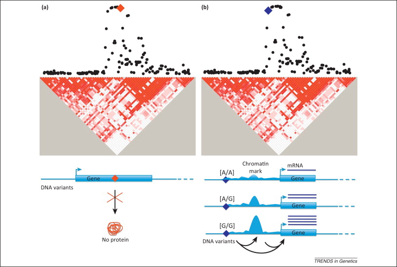 Genomic studies