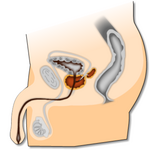 Male pelvis.
Click to magnify picture.
