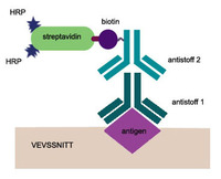 Immunocruz staining