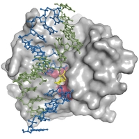 The protein surface of EndoV (gray) is optimized to bind DNA (blue and green
double helix). The deaminated and damaged base (yellow) is recognized inside a spesific
pocket on the EndoV surface (red). (click to enlarge image)