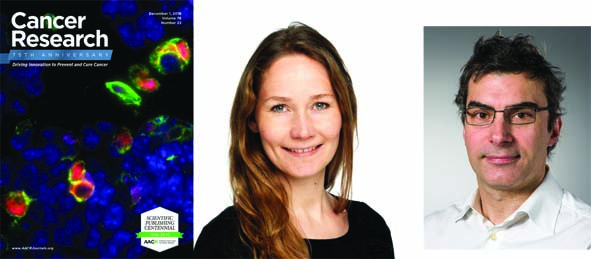 Dec. 1 issue of Cancer Research. First author Kristina Berg Lorvik and senior author Alexandre Corthay