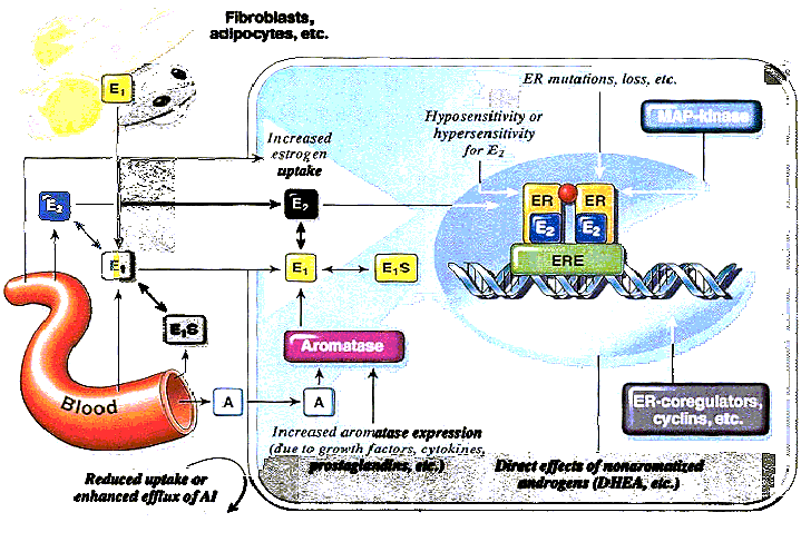 Figure. The relationship between the oestrogens found in tissues and in circulation and transcriptional activation by the ER-ERE-Complex, mechanisms of acquired resistance to aromatase inhibitors and  antiestrogens.
(click to enlarge)
