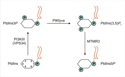 Schematic representation of pathways for PI5P synthesis. First, PI3P is made through the action of the PI3K class III, with its catalytic subunit VPS34, on phosphatidylinositol (PtdIns). Then, PI3P is further phosphorylated by PIKfyve resulting in the generation of PI(3,5)P2. Through the following dephosphorylation by the MTMR3 phosphatase, PI5P is finally generated, which has been shown to be important for cell migration.