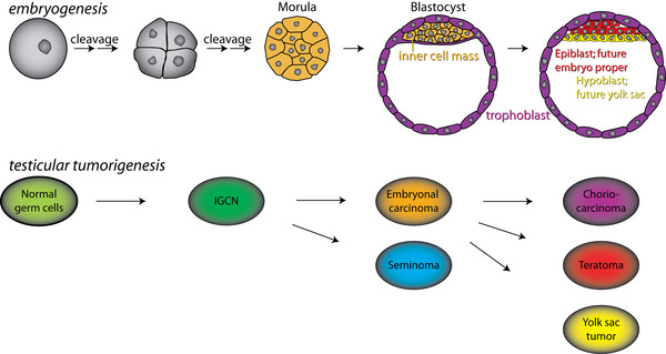 Testicular tumourigenesis mimics the early embryogenesis